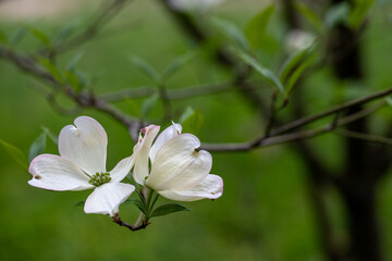 wild dogwood blossoms flowers in southern maryland forest conservation nature area in spring calvert county