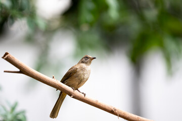 Streak - eared Bulbul