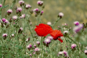poppies and purple thistles in the field