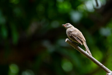 Streak - eared Bulbul