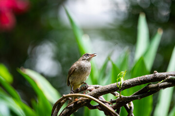 Streak - eared Bulbul