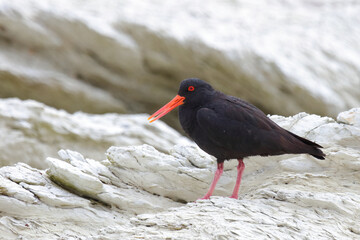 Neuseeländischer Austernfischer / Variable oystercatcher / Haematopus unicolor