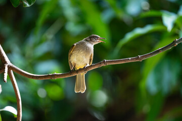Streak - eared Bulbul