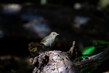 Streak - eared Bulbul