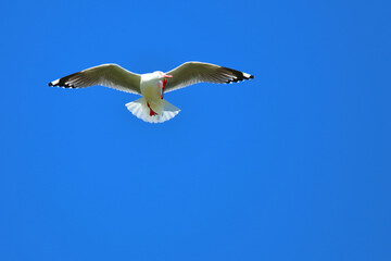 Rotschnabelmöwe / Red-billed gull / Larus scopulinus.