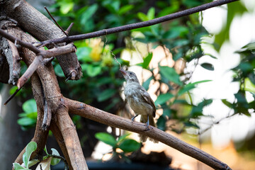 Streak - eared Bulbul
