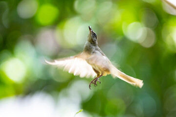 Streak - eared Bulbul