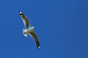Rotschnabelmöwe / Red-billed gull / Larus scopulinus.