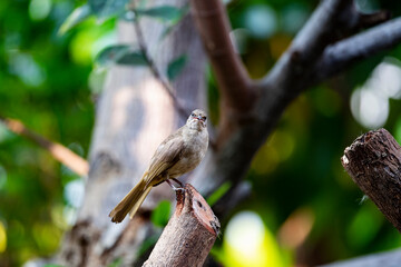 Streak - eared Bulbul