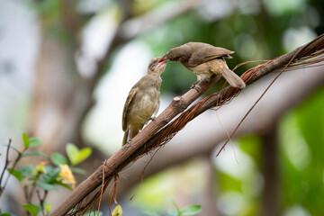 Mother bird and baby