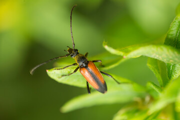 Black-backed beetle (Stenurella melanura) on a Potentilla flower. 