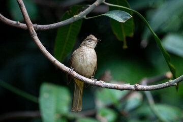 Streak - eared Bulbul