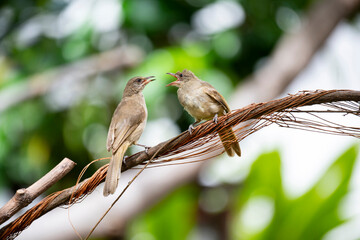 Streak - eared Bulbul