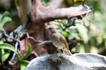 Streak - eared Bulbul