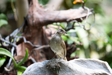 Streak - eared Bulbul