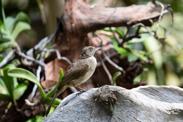 Streak - eared Bulbul