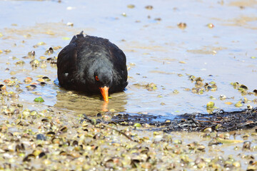 Neuseeländischer Austernfischer / Variable oystercatcher / Haematopus unicolor
