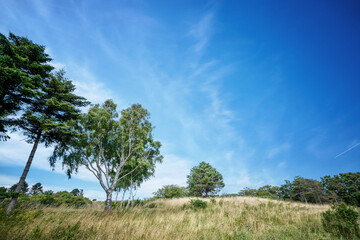 Birch trees in a rural summer landscape