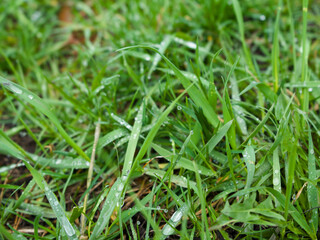  Natural background droplets on grass. High quality photo
