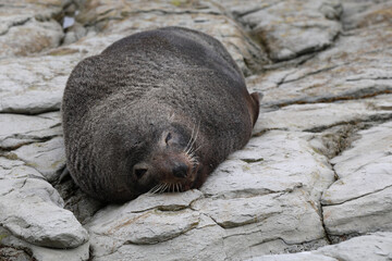 Neuseeländischer Seebär / New Zealand fur seal / Arctocephalus forsteri