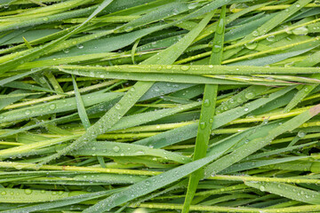 Fototapeta premium Green grass water drops texture