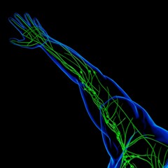 Fototapeta na wymiar Human Lymph Nodes Anatomy For Medical Concept 3D Rendering