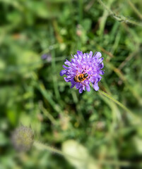 Bee Pollinating a Violet Clover Flower Plant