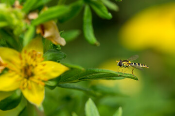 A small striped fly on a Potentilla bush.