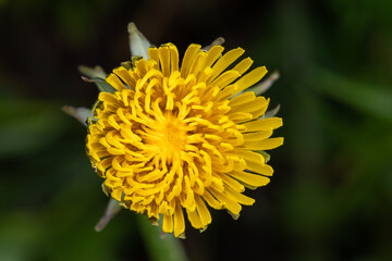Dandelion close up macro
