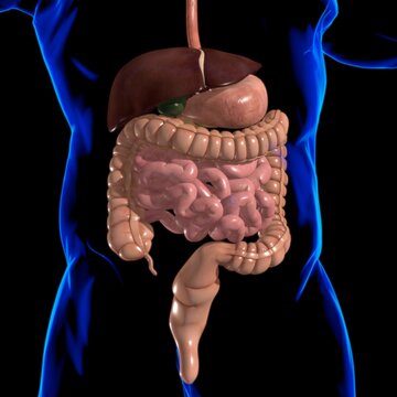 Human Digestive System Anatomy For Medical Concept 3D Rendering
