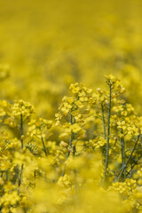Obraz premium Vivid Yellow Canola/ Rapeseed Flowers