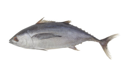 Fresh tuna fish isolated on white background