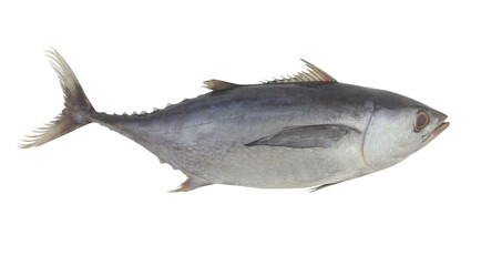 Bluefin tuna fish isolated on white background