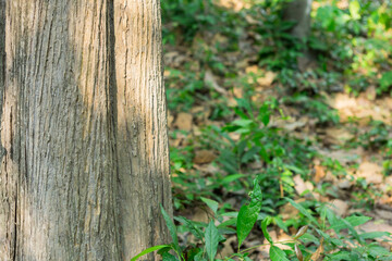 Teak tree in the forest with blurred background