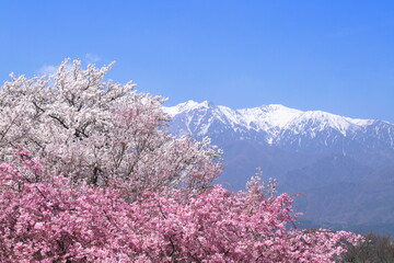長野県上伊那郡中川村 大草城址公園の桜と残雪の中央アルプス