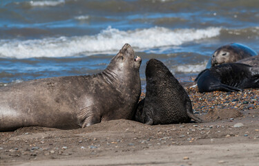 Female elephant seal and pup, Peninsula Valdes, Patagonia, Argentina