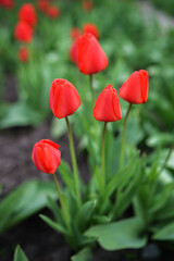 red tulips in garden, spring flowers, close up of red tulip, mother's day, celebration, macro photography of a red tulip