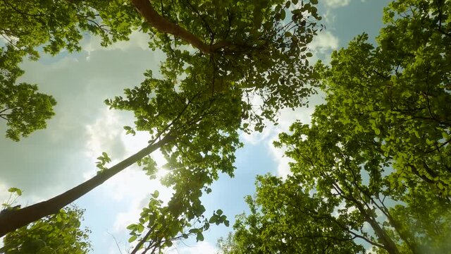 Green Jungle Trees Against Blue Sky and Shining Sun