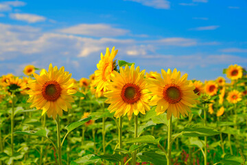 夏空のひまわり