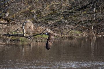 Osprey flying
