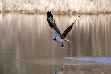 Osprey with a fish in his fingers