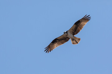 Osprey flying