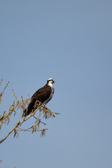 Osprey perched
