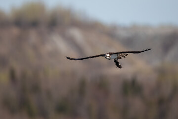 Osprey with a fish in his fingers