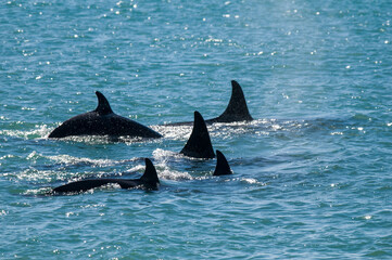 Obraz premium Killer whale family hunting sea lions, Peninsula valdes, Patagonia Argentina