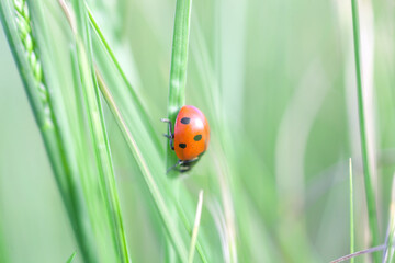 Red ladybug on blade of grass in green field, soft focus