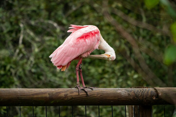 Roseate Spoonbill at gator park rookery in St. Augustine Florida.