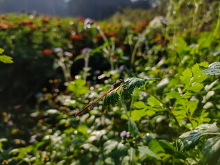 Ceriagrion coromandelianum is a species of damselfly in the family Coenagrionidae.This species can be found in South Asian countries such as India, Sri Lanka, Pakistan and Nepal.
