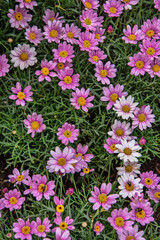 Fototapeta premium Garden Full of Pink Daisy Flowers