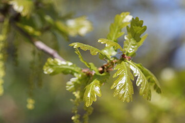 Young oak leaves. The oak blooms in spring. 